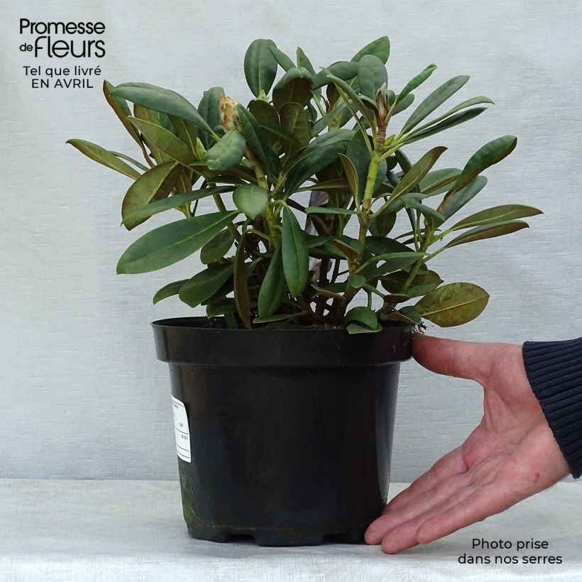 Exemplaar van Rhododendron Porzellan - Dwergrododendron Pot van 3 l/4 l zoals geleverd in de lente