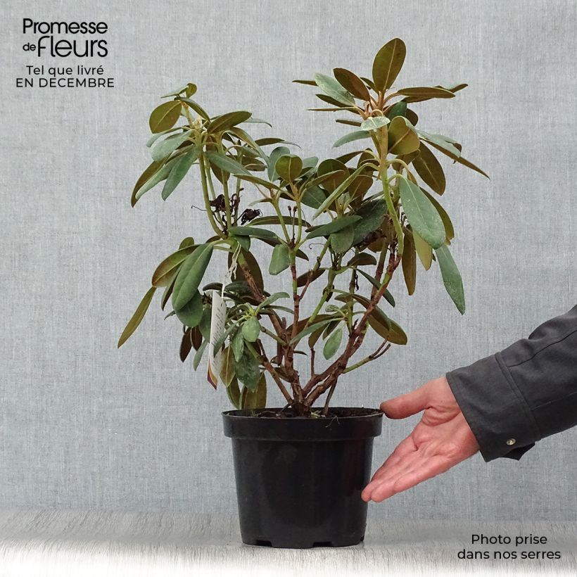 Example of Rhododendron yakushimanum Porzellan - Rhododendron nain Pot van 3 l/4 l as you get in hiver