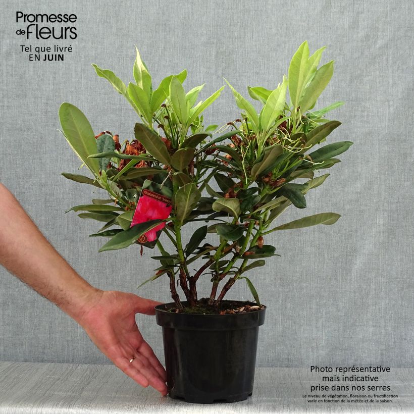 Exemplaar van Rhododendron Sneezy - Dwergrododendron Pot van 2 l/3 l zoals geleverd in de zomer