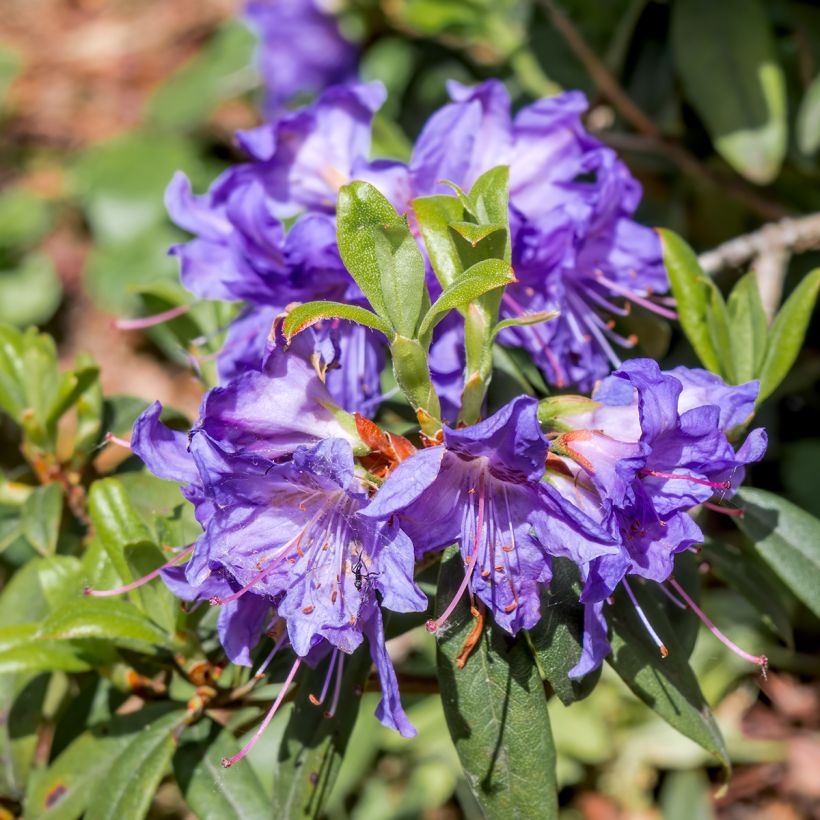 Rhododendron impeditum Select - Dwergrododendron (Bloei)