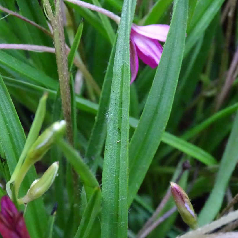 Rhodohypoxis Fairytale - Sterretjesgras (Blad)