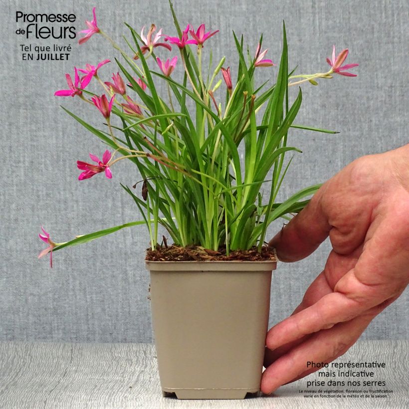 Exemplaar van Rhodohypoxis Fairytale - Sterretjesgras Kweekpotje van 8/9 cm zoals geleverd in de zomer