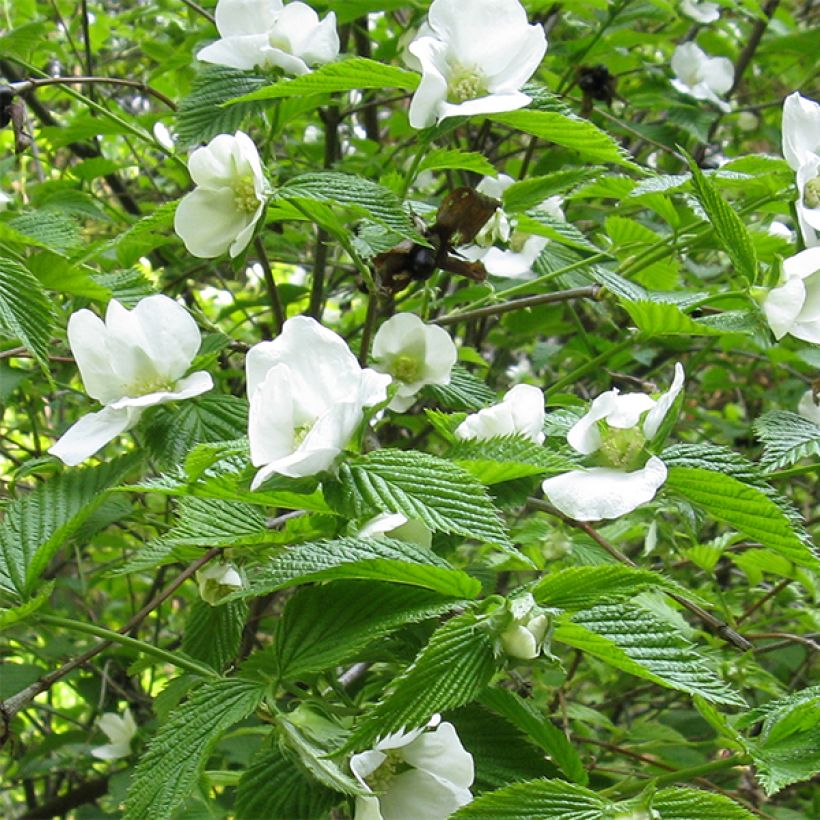 Rhodotypos scandens - Schijnkerria (Flowering)
