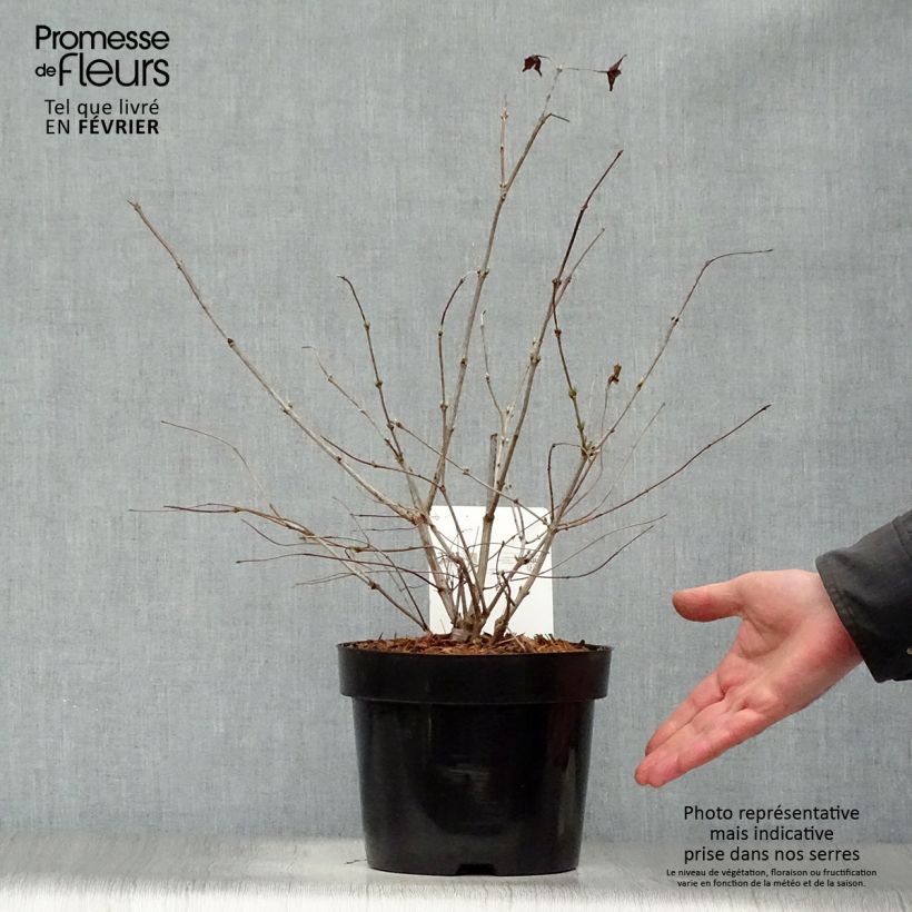 Example of Rhodotypos scandens - Faux corète Pot van 3 l/4 l as you get in hiver