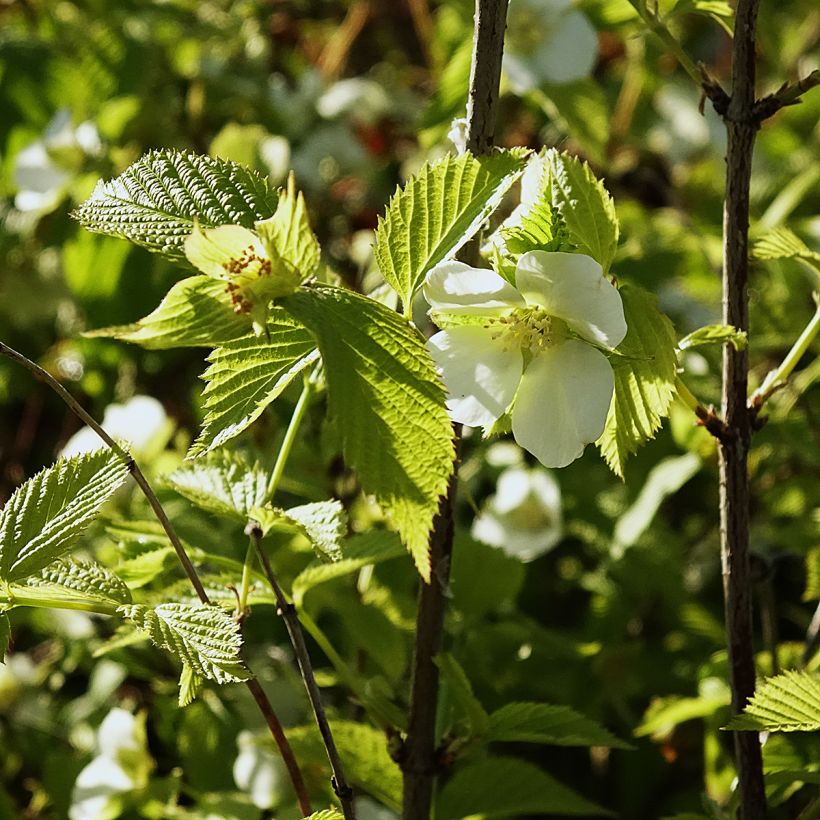 Rhodotypos scandens - Schijnkerria (Bloei)