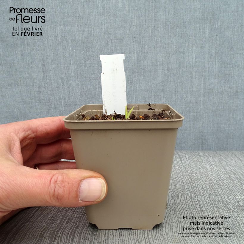 Example of Rhodoxis Fairy Kisses - Sterretjesgras Kweekpotje van 8/9 cm as you get in hiver