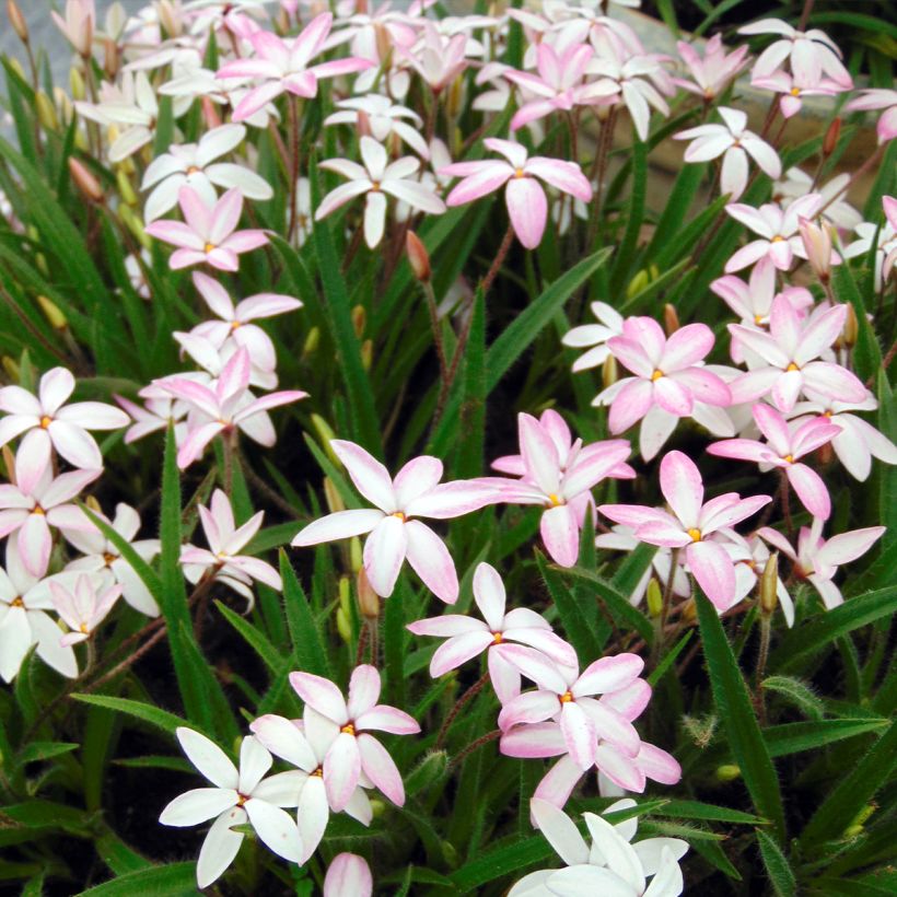 Rhodoxis Fairy Kisses - Sterretjesgras (Plant habit)