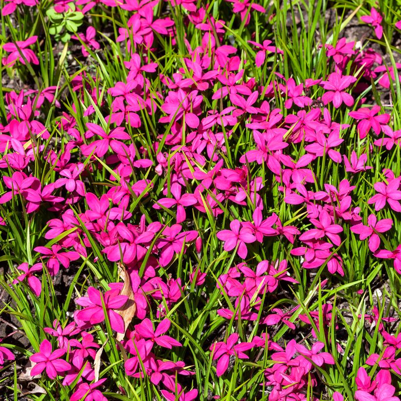 Rhodoxis Red Alert (Groeiplaats)