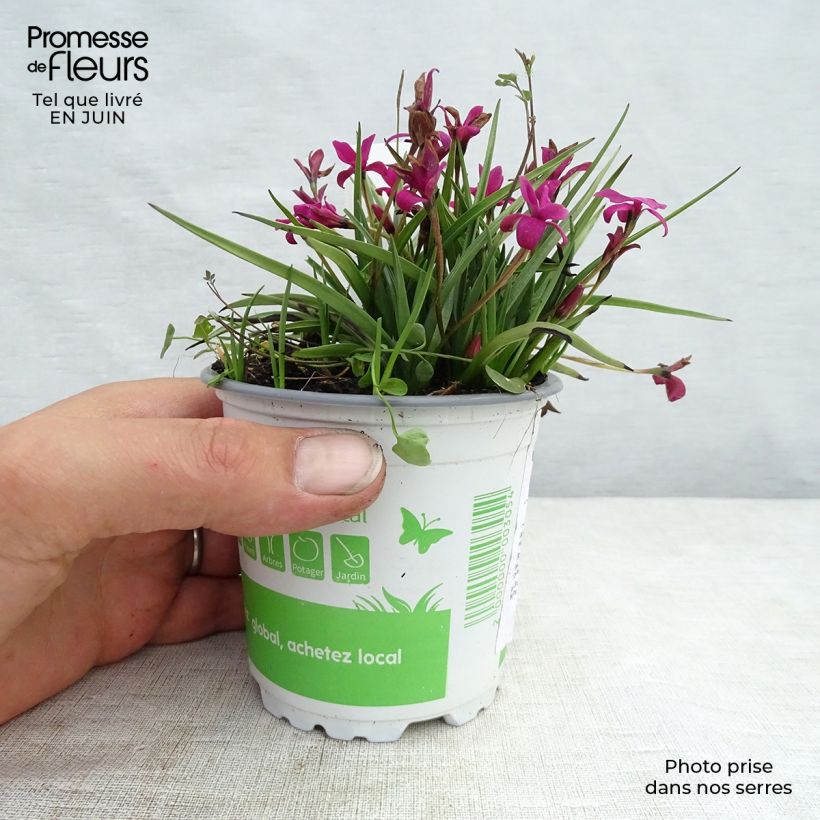 Exemplaar van Rhodohypoxis Beverly - Sterretjesgras Pot van 1,5 l/2 l zoals geleverd in de zomer