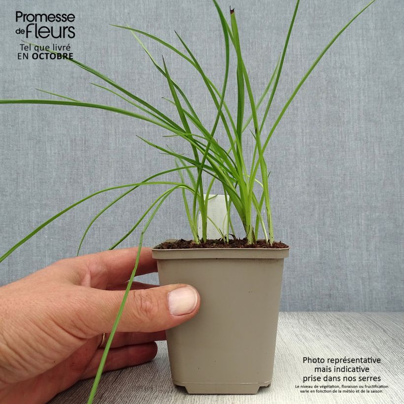 Exemplaar van Rhodohypoxis Beverly - Sterretjesgras Kweekpotje van 8/9 cm zoals geleverd in de herfst