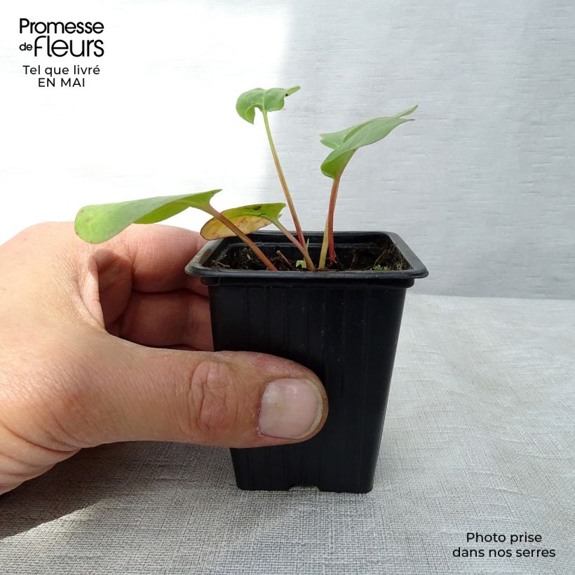 Exemplaar van Rabarber BIO - Rheum rhabarbarum Kweekpotje van 8/9 cm zoals geleverd in de lente
