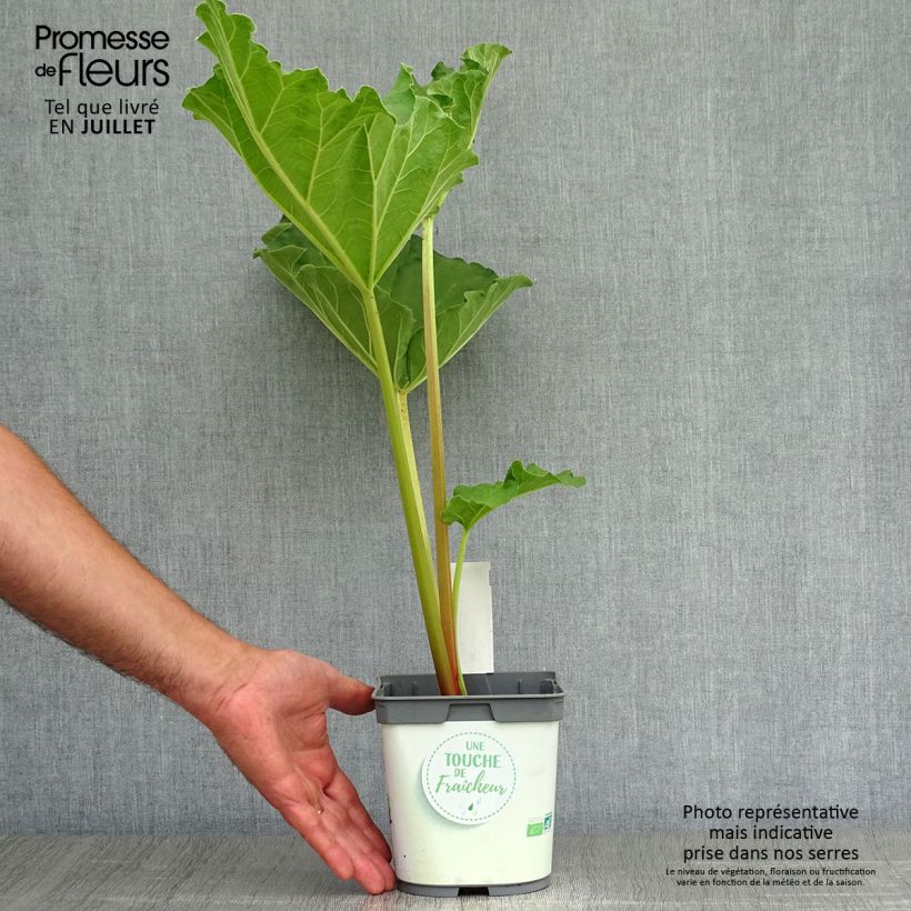 Exemplaar van Rabarber BIO - Rheum rhabarbarum Pot van 1 l/1,5 l zoals geleverd in de zomer