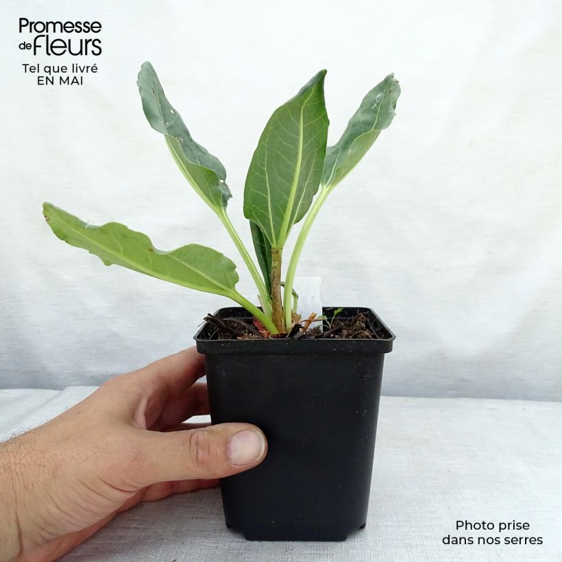 Exemplaar van Rheum alexandrae - Sierrabarber Kweekpotje van 8/9 cm zoals geleverd in de lente