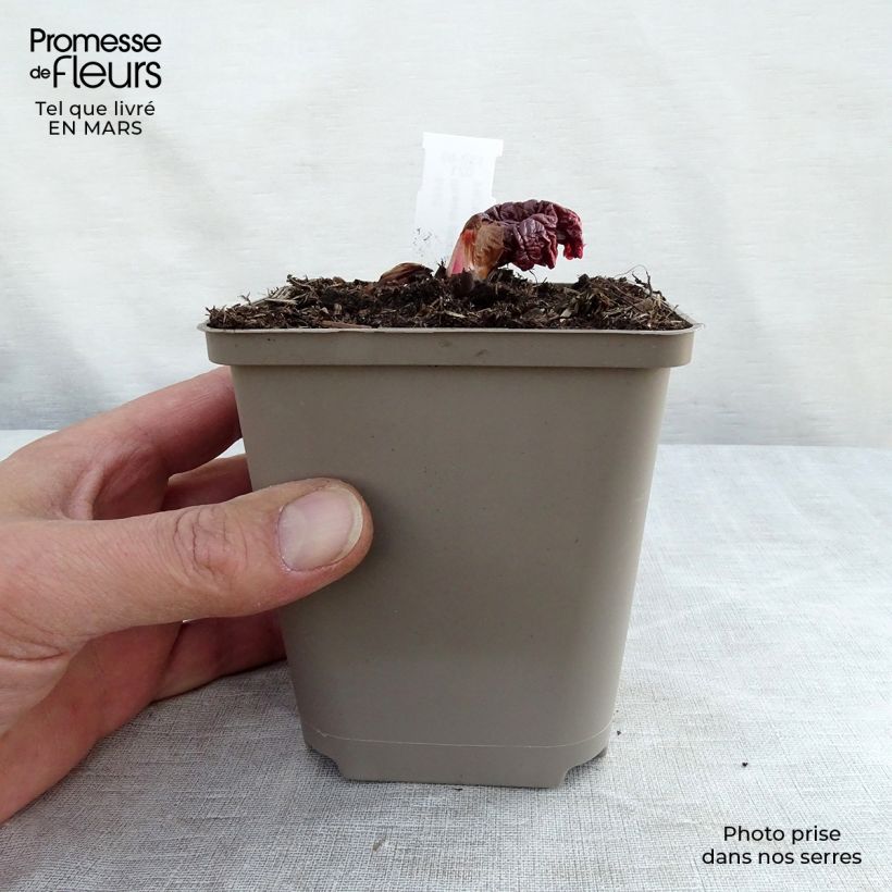Example of Rheum palmatum tanguticum - Russische rabarber Kweekpotje van 8/9 cm as you get in hiver