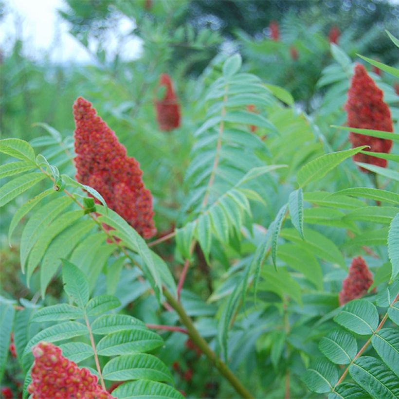 Rhus glabra Laciniata - Gladde sumak (Flowering)