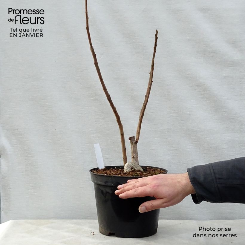 Example of Rhus typhina - Fluweelboom Pot van 4 l/5 l as you get in hiver
