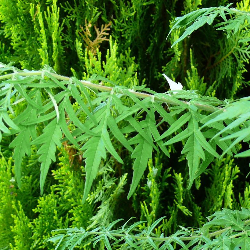 Rhus typhina Dissecta - Fluweelboom (Foliage)
