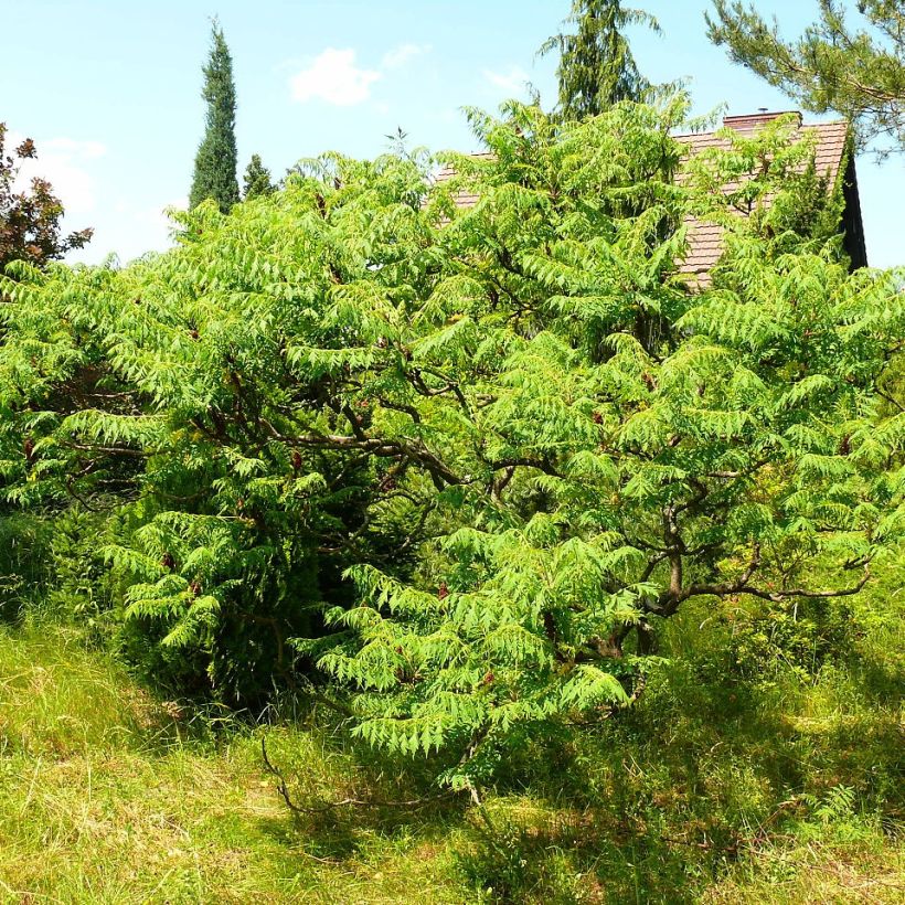 Rhus typhina Dissecta - Fluweelboom (Plant habit)