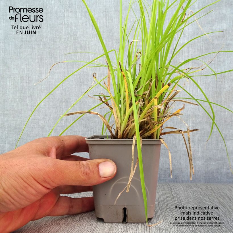 Exemplaar van Rhynchospora colorata - Stergras Kweekpotje van 8/9 cm zoals geleverd in de zomer