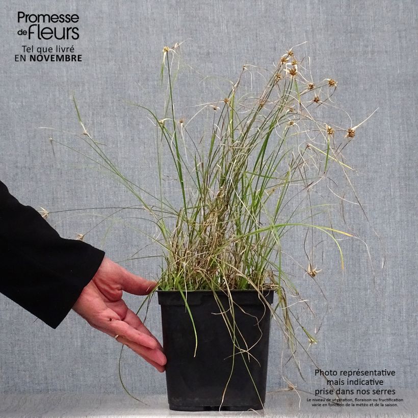 Exemplaar van Rhynchospora colorata - Stergras Pot van 2 l/3 l zoals geleverd in de herfst