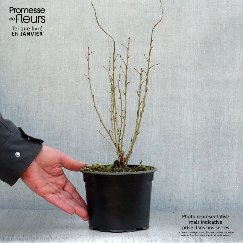 Example of Ribes alpinum - Groseillier des Alpes. Pot van 2 l/3 l as you get in hiver