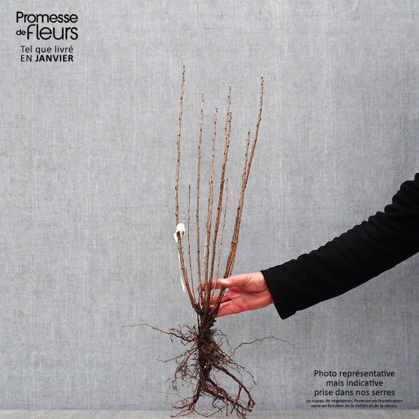 Example of Ribes alpinum - Groseillier des Alpes. Naakte wortel as you get in hiver