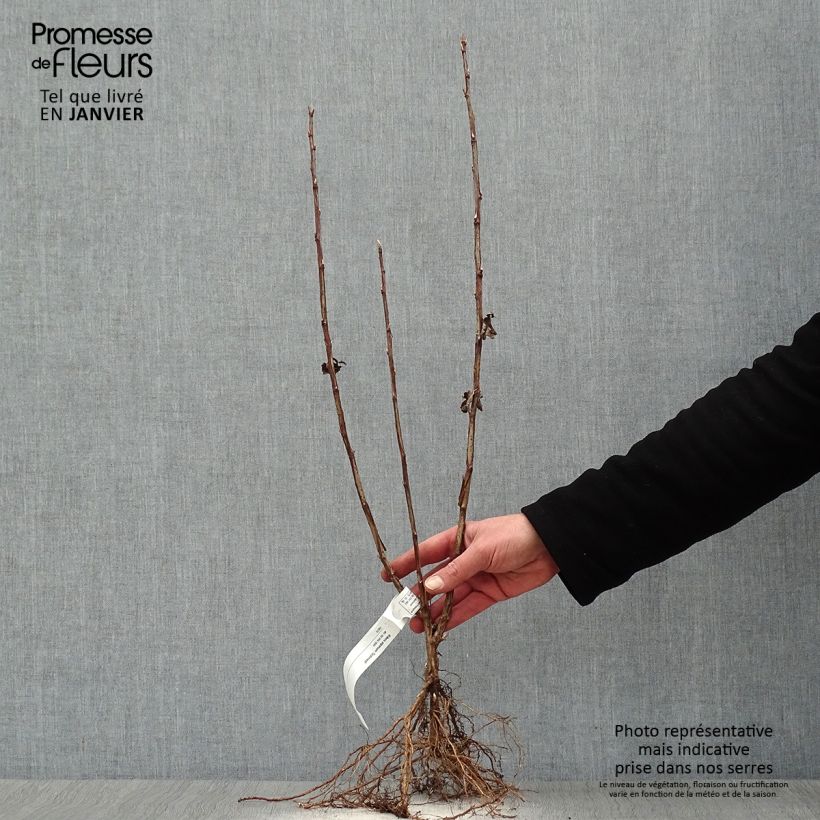 Example of Ribes alpinum Schmidt - Groseiller des Alpes Naakte wortel as you get in hiver