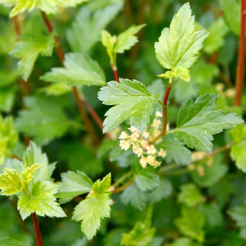 Ribes alpinum Schmidt - Alpenbes (Foliage)