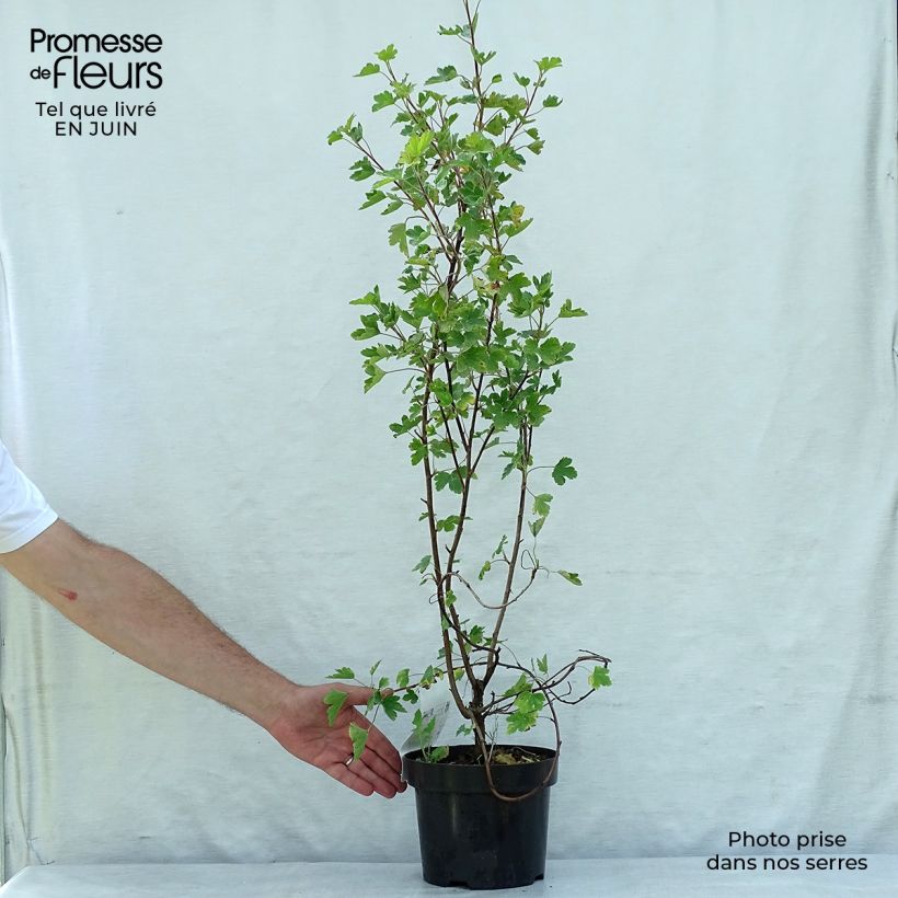 Exemplaar van Ribes gordonianum - Groseillier de Gordon Pot van 3 l/4 l zoals geleverd in de zomer