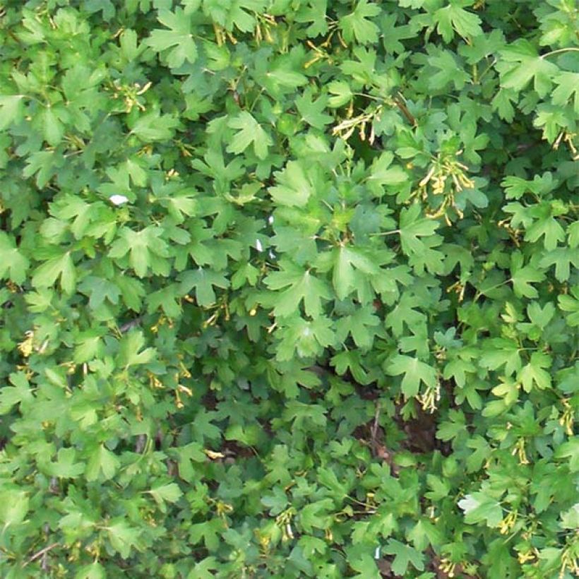 Ribes odoratum - Gele ribes (Foliage)