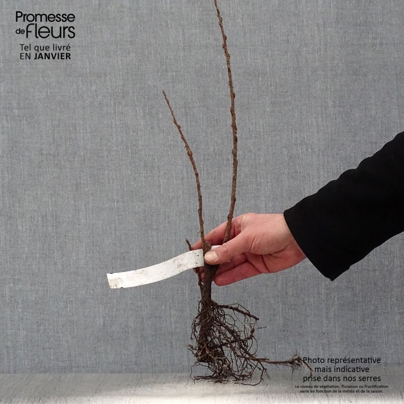 Example of Ribes odoratum - Groseillier doré Naakte wortel as you get in hiver