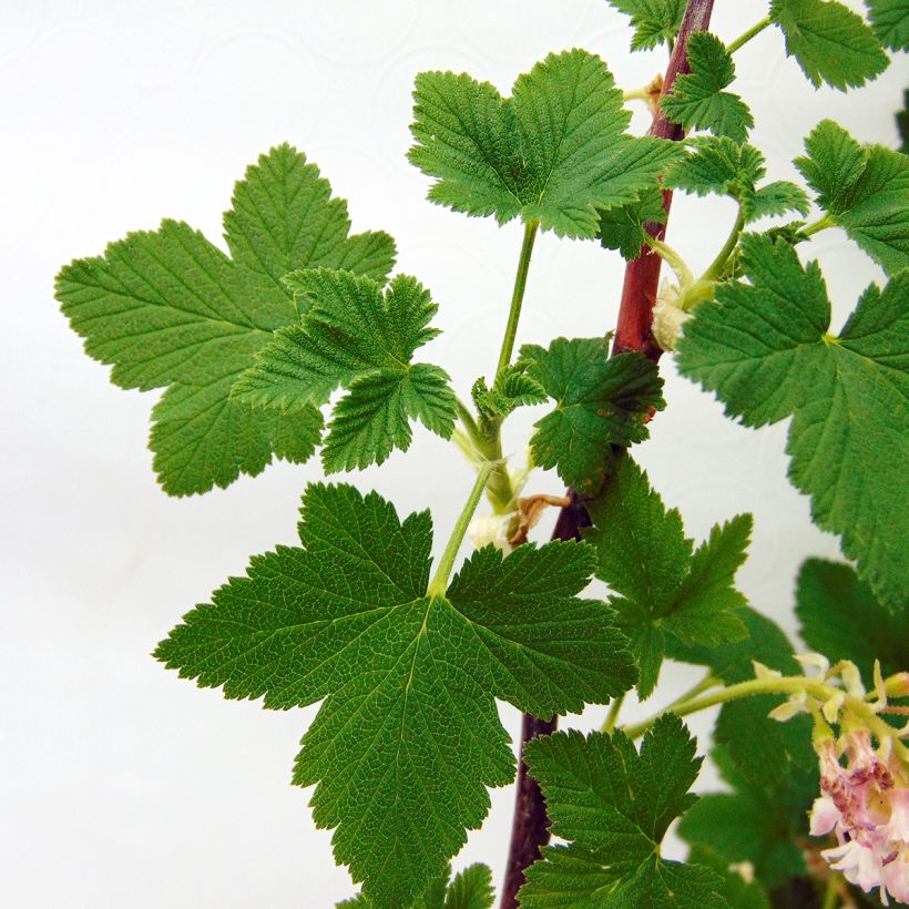 Ribes sanguineum - Rode ribes (Foliage)