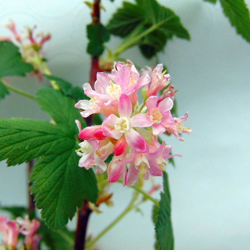 Ribes sanguineum - Rode ribes (Flowering)