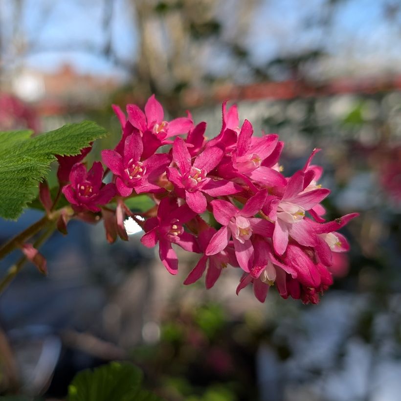 Ribes sanguineum Amore - Rode ribes (Flowering)