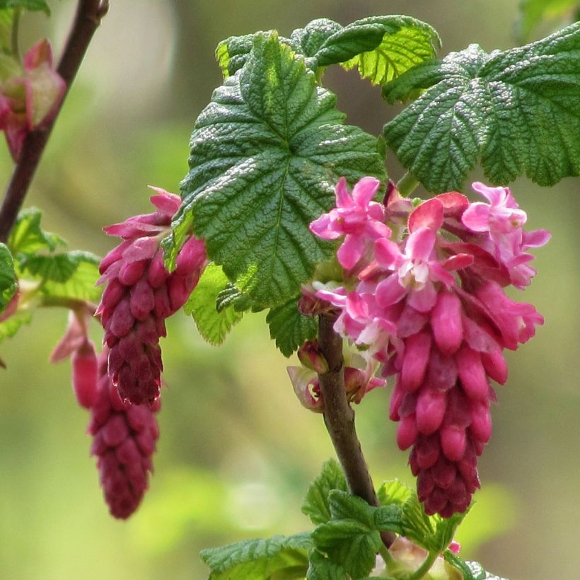 Ribes sanguineum - Rode ribes (Bloei)