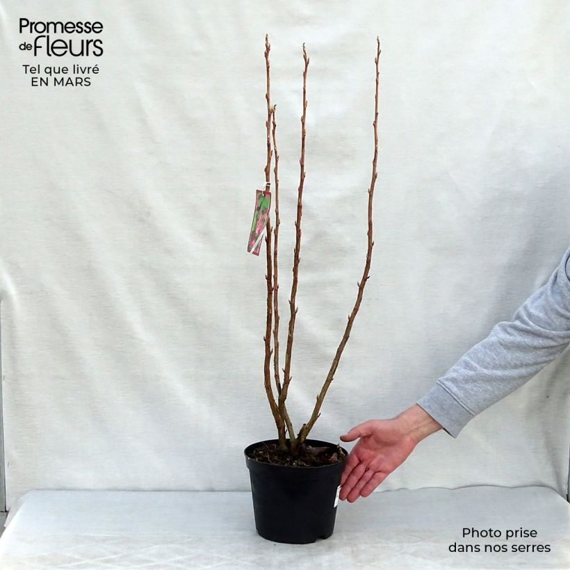 Exemplaar van Ribes sanguineum - Rode ribes Pot van 3 l/4 l zoals geleverd in de lente