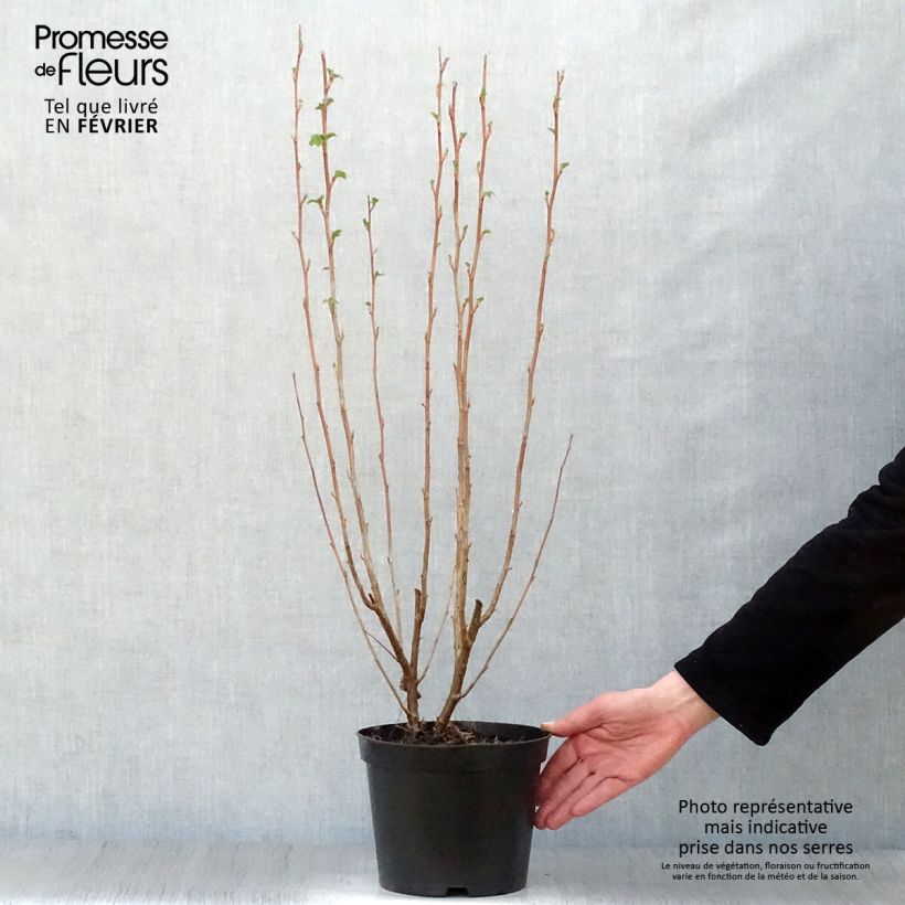 Example of Ribes sanguineum King Edward VII - Groseiller à fleurs  Pot van 3 l/4 l as you get in hiver