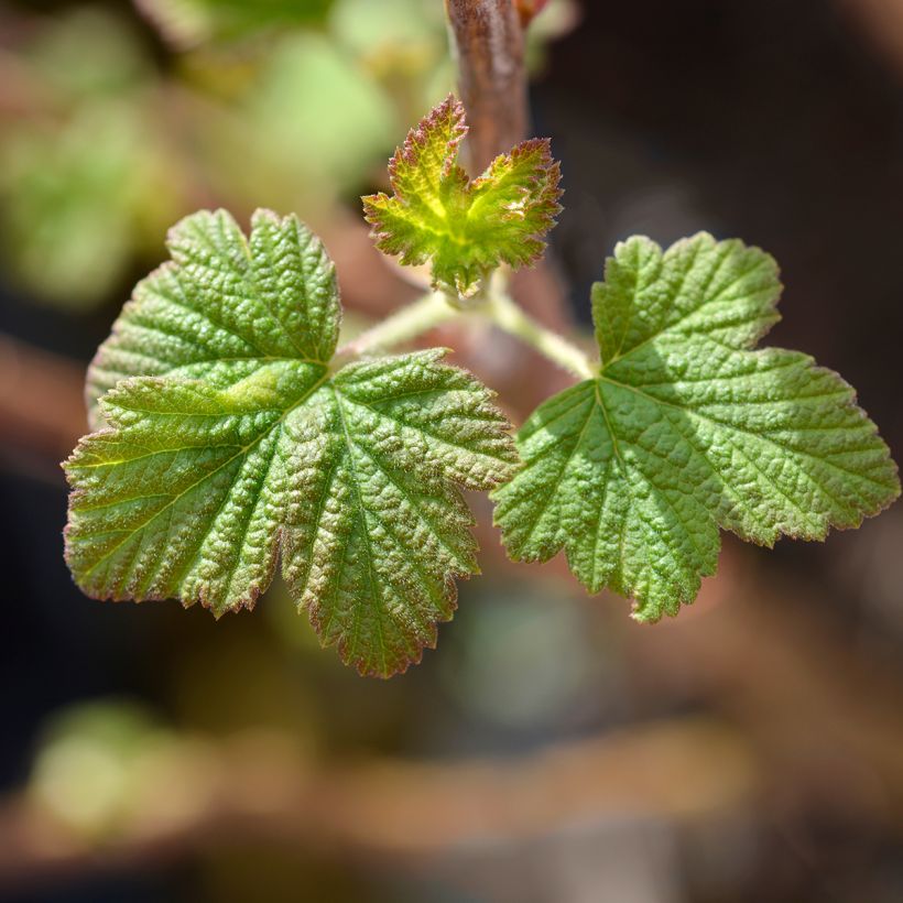 Ribes sanguineum King Edward VII - Rode ribes (Foliage)