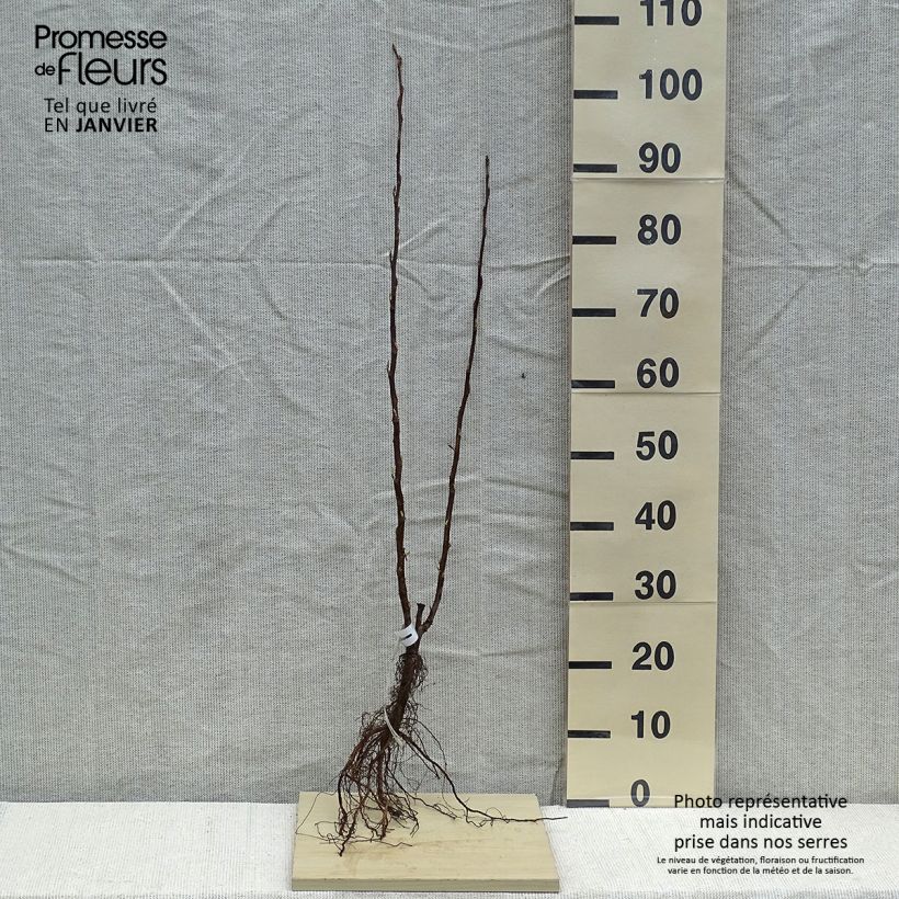 Example of Ribes sanguineum King Edward VII - Groseiller à fleurs  Naakte wortel as you get in hiver