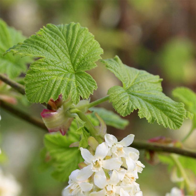 Ribes sanguineum White Icicle - Rode ribes (Foliage)