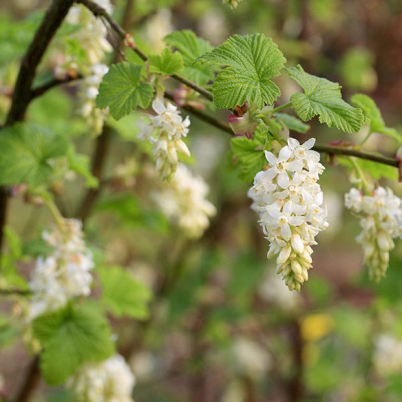 Ribes sanguineum White Icicle - Rode ribes (Flowering)