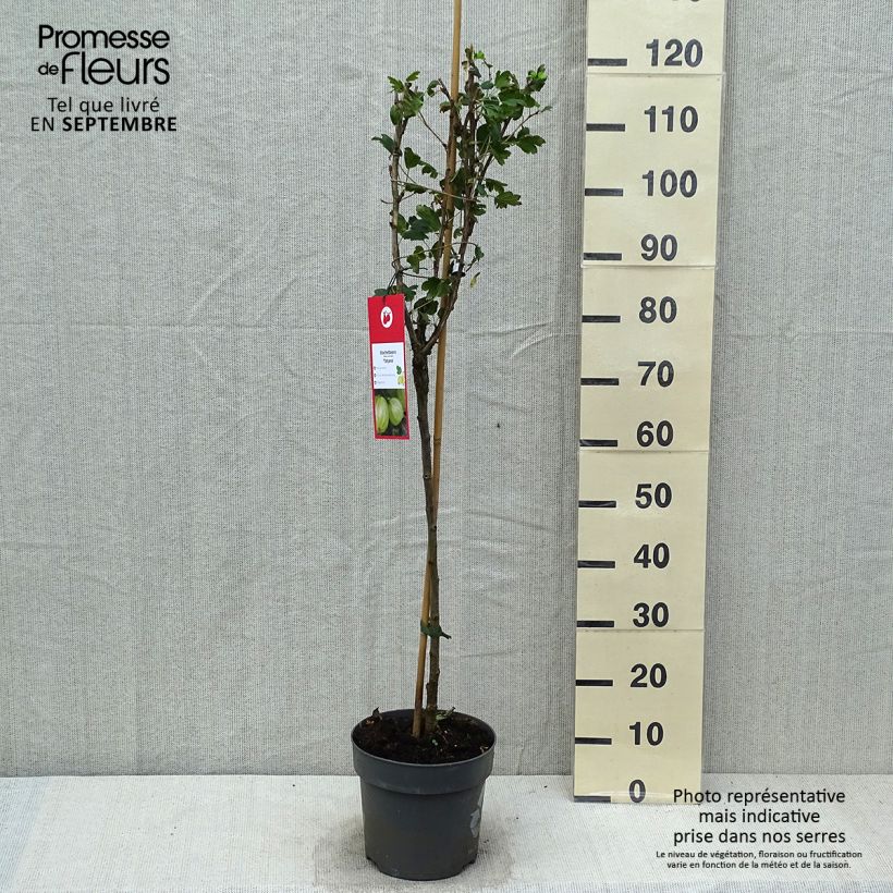 Exemplaar van Kruisbes Tatjana Pot van 6 l/7 l, Stengel zoals geleverd in de herfst