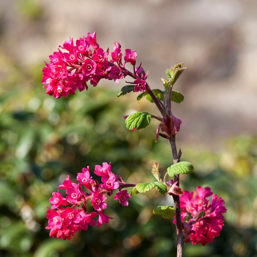 Ribes sanguineum Koja - Rode ribes (Flowering)