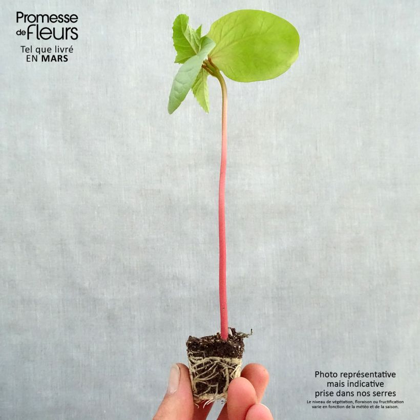 Example of Ricin commun Honolulu - Ricinus communis Mini-mot Ø 3/4 cm as you get in printemps