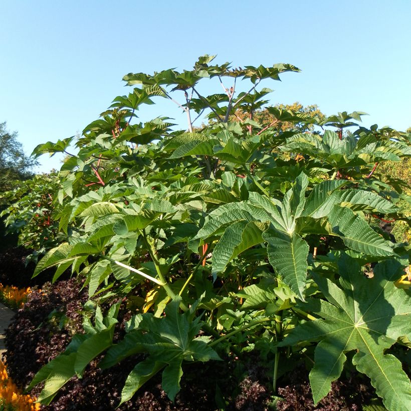 Ricinus communis (zaad) - Wonderboom (Groeiplaats)