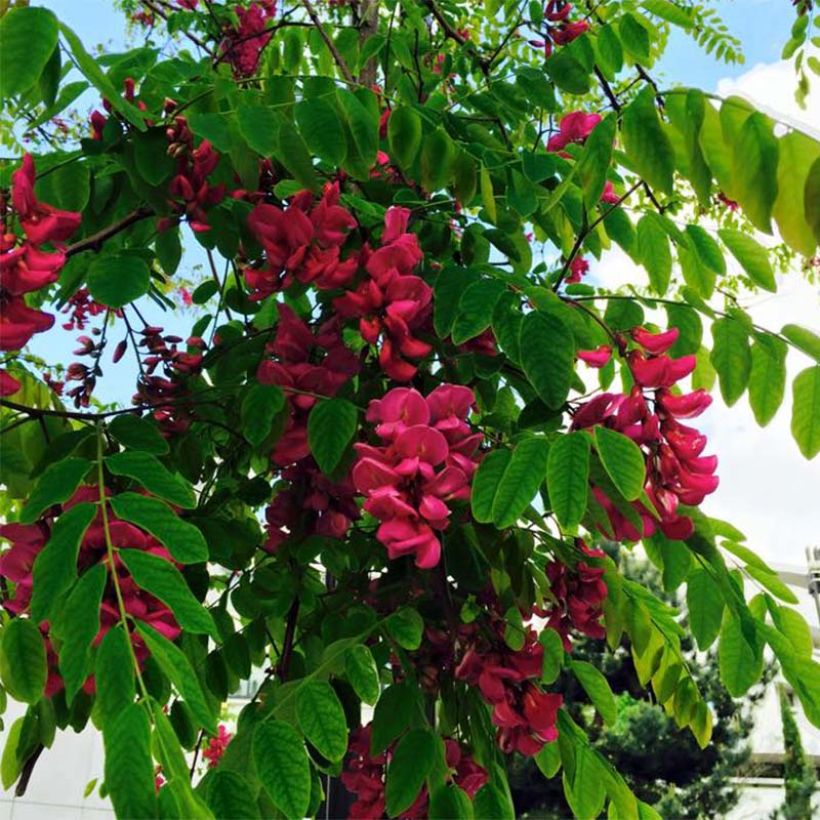 Robinia pseudoacacia Casque Rouge - Valse acacia (Flowering)