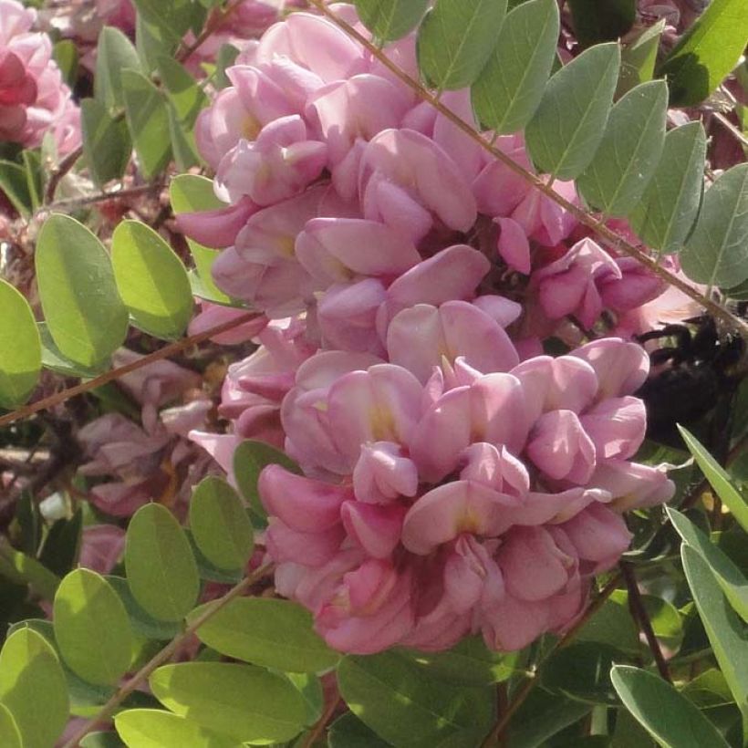 Robinia hispida Rosea - Rode regen (Bloei)