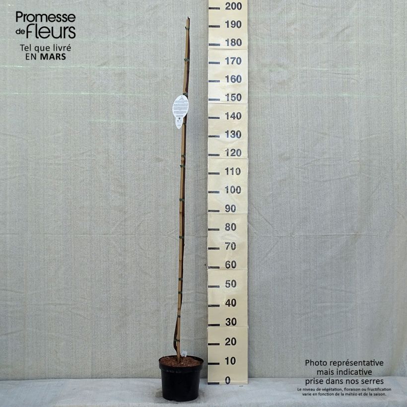 Example of Robinia pseudoacacia Casque Rouge - Robinier faux acacia  Pot van 4 l/5 l as you get in hiver