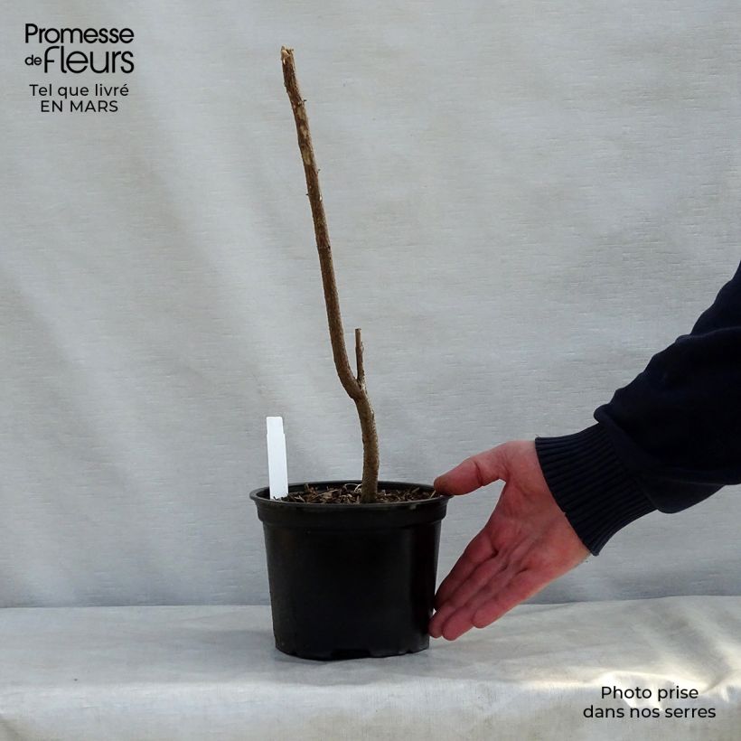 Exemplaar van Robinia pseudoacacia - Valse acacia Pot van 2 l/3 l zoals geleverd in de lente