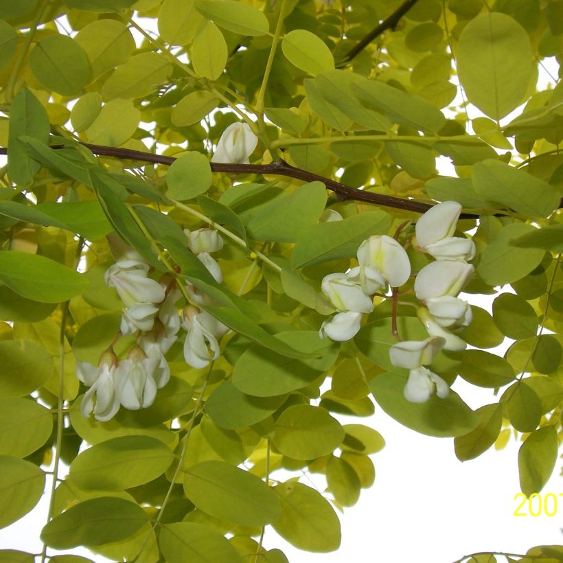 Robinia pseudoacacia Frisia - Valse acacia (Flowering)